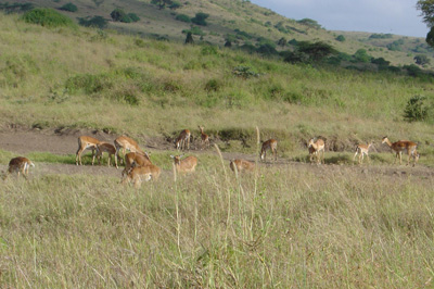 Nairobi National Park 2003