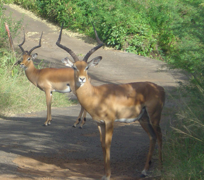 Nairobi National Park 2003