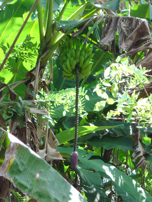 Bananas, Spice Tour, Zanzibar 2003