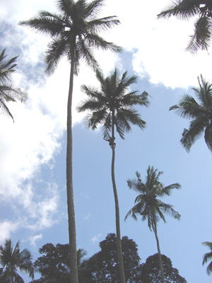 Singing Coconut Climber, Spice Tour, Zanzibar 2003