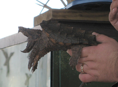 Small Alligator Snapping Turtle, Swamp & Bayou Tour, New Orleans 2006