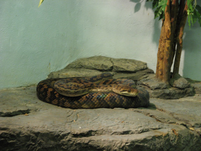 Amethystine Python, Audubon Zoo, New Orleans 2006
