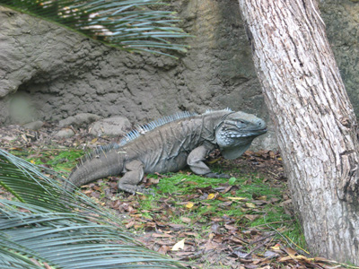 Grand Cayman Blue Iguana, Audubon Zoo, New Orleans 2006