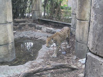 Jaguar, in palatial enclosure, Audubon Zoo, New Orleans 2006