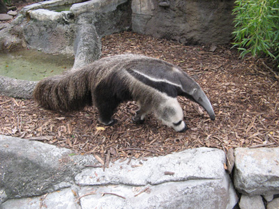 Pacing Giant Anteater, Audubon Zoo, New Orleans 2006