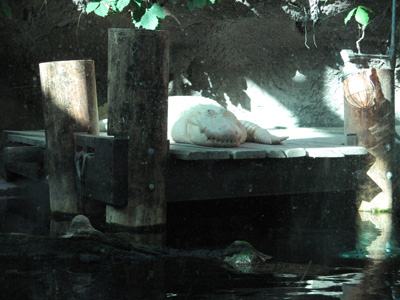 Audubon Aquarium: White alligator, New Orleans 2006