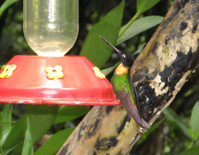 MPPH: Imperial Inca Hummingbird, Machu Picchu, Peru 2007