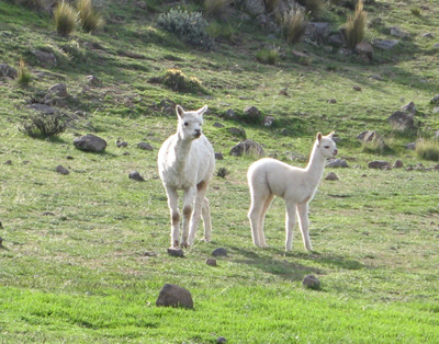 Sillustani: Cute Alpaca, Puno, Peru 2007