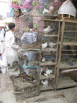 The "Bird Bazaar", Peshawar, Pakistan 2008