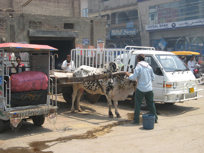 Lahore: Bullock Cart, Pakistan 2008