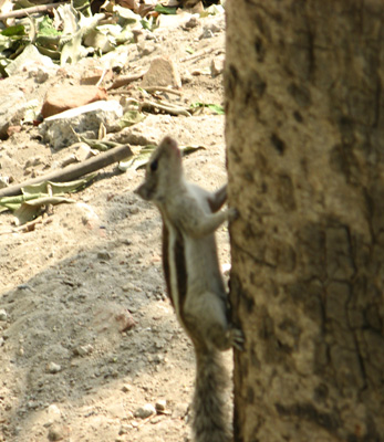 Squirrel near the Holiday inn, Lahore, Pakistan 2008