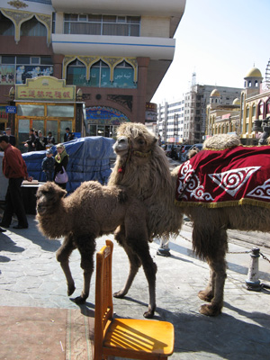 Camel + Calf Just posing for the Photo Ops., Urumqi, Xinjiang 2008