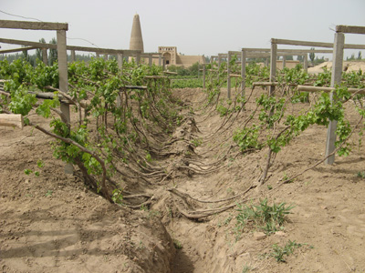 Grape Vines, Around Turpan, Xinjiang 2008