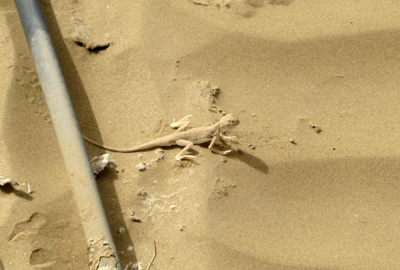 Great Sand Lizard Beside a drip feed pipe., Across the Taklmakan, Xinjiang 2008