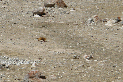 Golden Marmot, The KKH: Taskurgan to Khunjerab, Xinjiang 2008