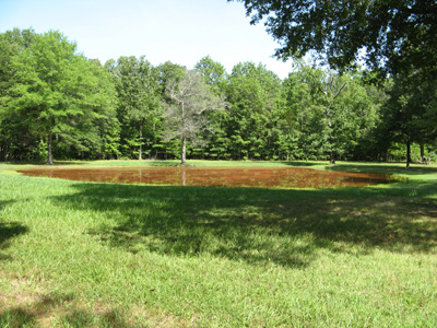 The "Bloody Pond", Shiloh, Tennessee 2008