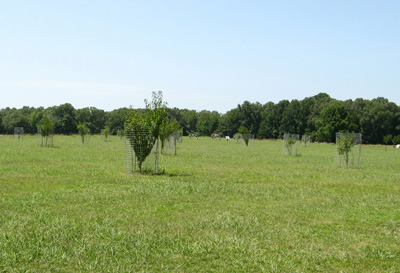 The Peach Orchard: Replanted, Shiloh, Tennessee 2008