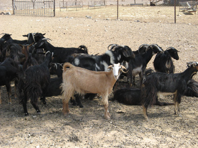 Hatta, UAE 2009