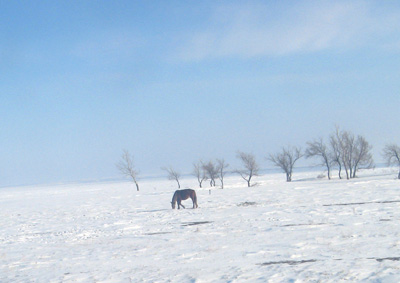 Horse on frozen steppes, Erementau, Kazakhstan 2009