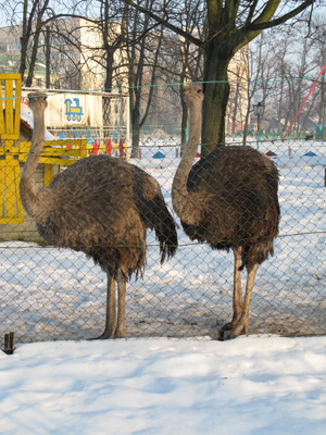 Unhappy Visitors, Pinsk, Belarus December 2010