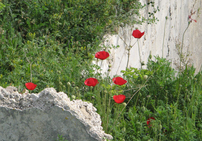 Wild Poppies, Tyre, Lebanon 2010