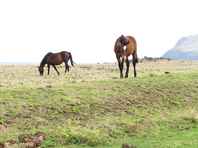 Semi-wild Horses, Ahu Akivi, Easter Island, Chile, 2010
