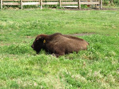 Random Buffalo, North Platte, NE, 2010 USA West