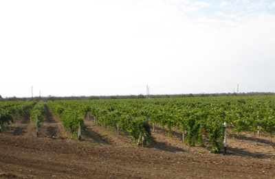 Vineyard, 13 miles N of Sevastopol, Kherson, Crimea 2011