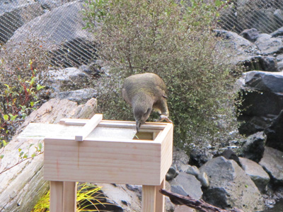 Kea + Puzzle Box, Auckland Zoo, 2013 New Zealand