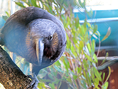 Wellington Zoo: Curious Kaka, 2013 New Zealand