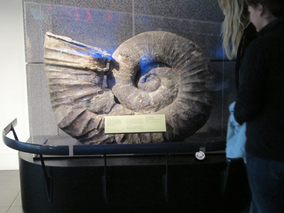 Giant Ammonite, Te Papa Museum, 2013 New Zealand