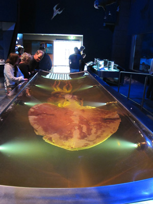 Colossal Squid, Te Papa Museum, 2013 New Zealand