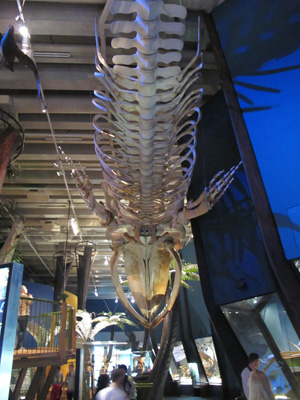 Pygmy Blue Whale Skeleton (20.6m), Te Papa Museum, 2013 New Zealand