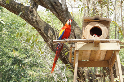 Scarlet Macaws, Honduras 2016