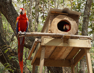 Scarlet Macaws, Honduras 2016