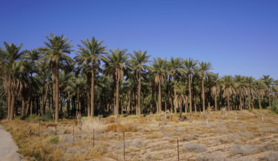 Date palms, near Date City, Riyadh to Buraidah, Saudi Arabia 2019