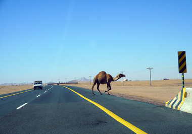 Camel crossing, 68 miles West of Ha'il, Ha'il to Al Ula, Saudi Arabia 2019