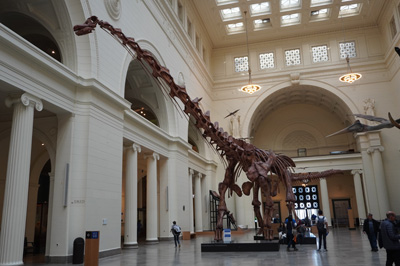 Replica of Patagotitan mayorum The largest dinosaur ever.  70 t, Chicago: The Field Museum, Toronto - Chicago 2019
