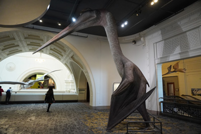 Quetzalcoatlus reconstruction, Chicago: The Field Museum, Toronto - Chicago 2019