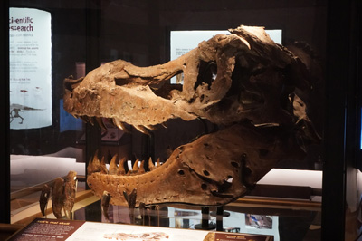 Giant skull of T-Rex "Sue", Chicago: The Field Museum, Toronto - Chicago 2019