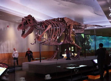 Reconstruction of T-Rex "Sue", Chicago: The Field Museum, Toronto - Chicago 2019