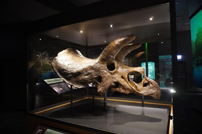 Triceratops skull, Chicago: The Field Museum, Toronto - Chicago 2019