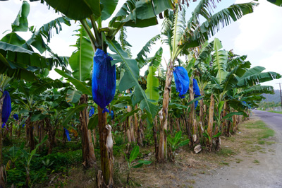 Banana farm, St Lucia: Trip to Soufriere, 2020 Caribbean