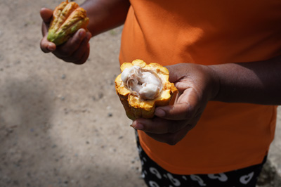 Cocoa beans in pod, St Lucia: Trip to Soufriere, 2020 Caribbean