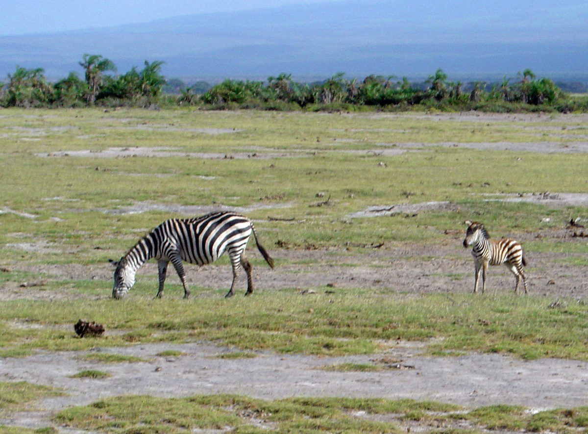 Amboseli National Park