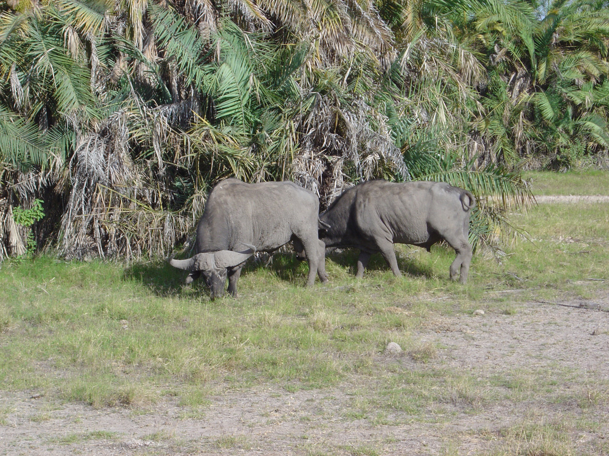 Amboseli National Park