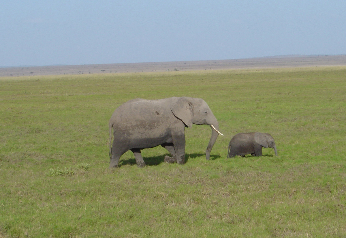 Amboseli National Park