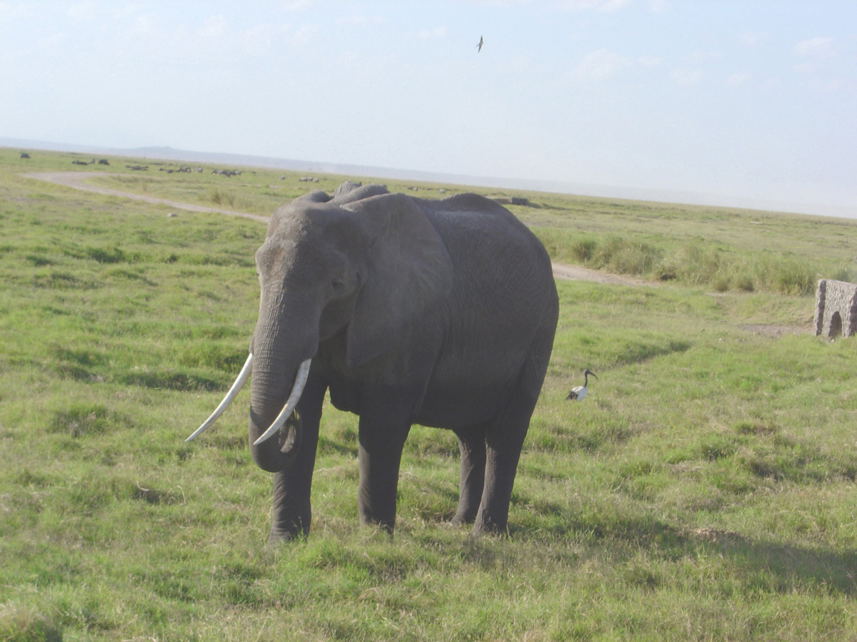 Amboseli National Park
