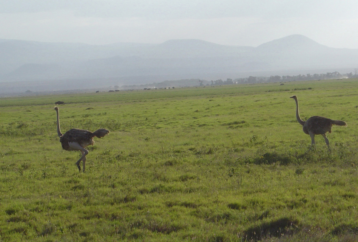 Amboseli National Park