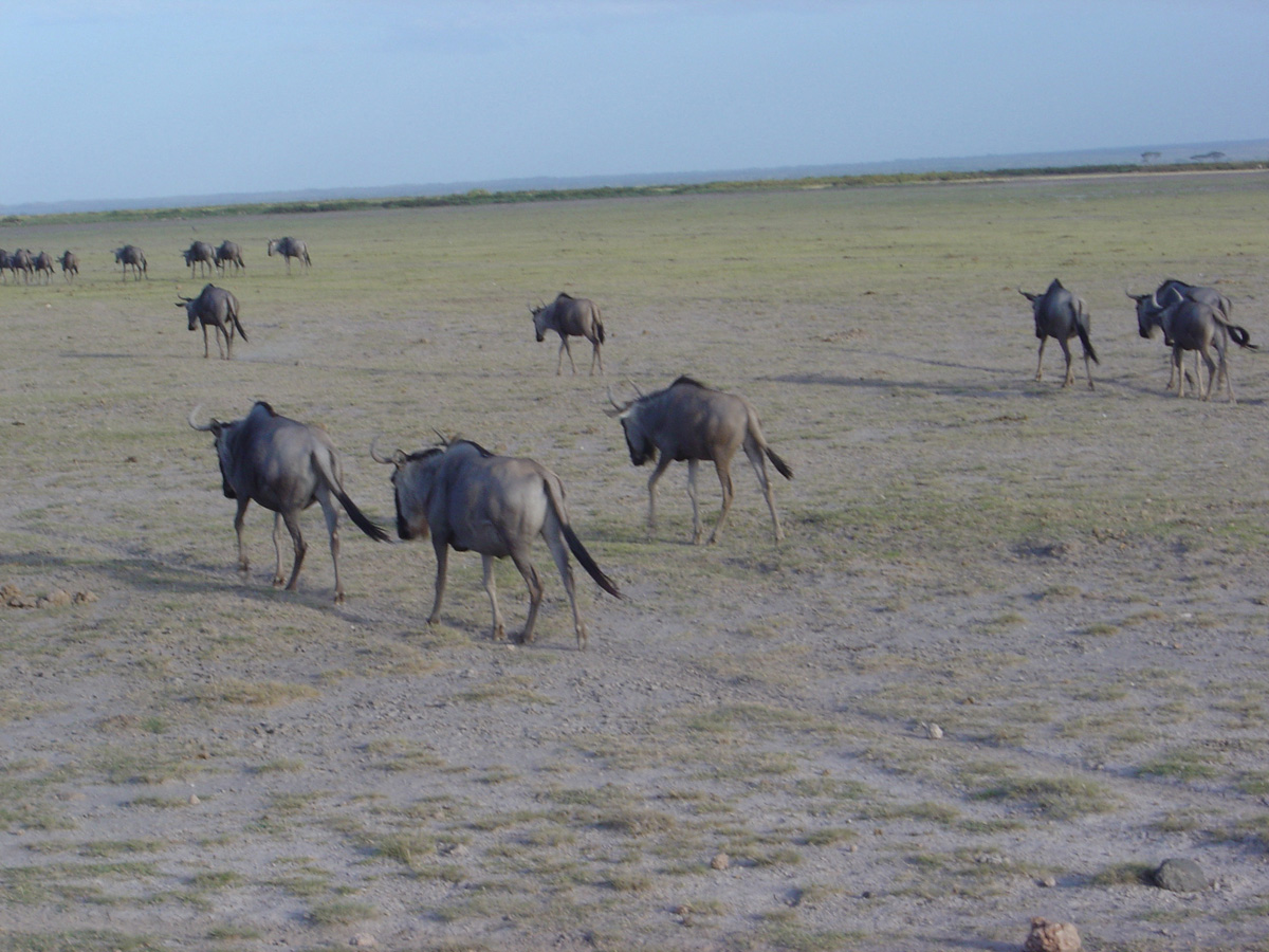 Amboseli National Park